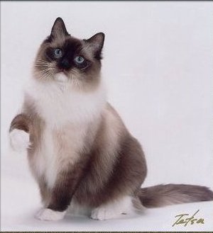 Ragdoll Cat BellaPalazzo Bridger